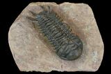 Uncommon Crotalocephalus Trilobite - Atchana, Morocco #171516-1